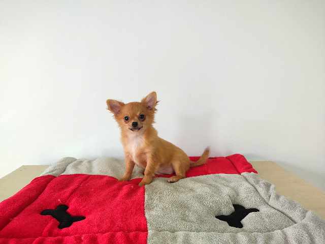 Foto 1 - Chihuahua filhote fmea