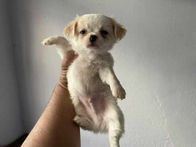Foto 4 - Chihuahua bh