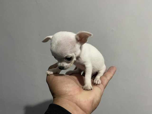 Foto 6 - Chihuahua bh